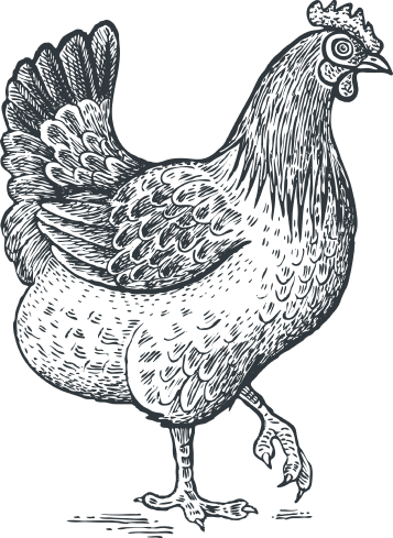 chicken-illustration