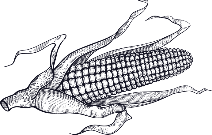 corn-illustration