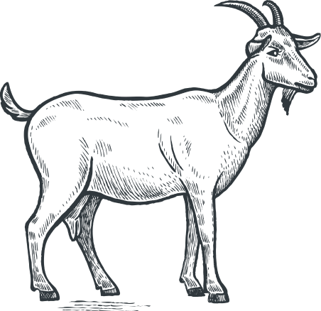 goat-illustration