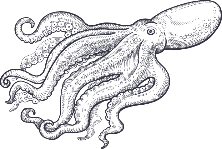 octopus-illustration