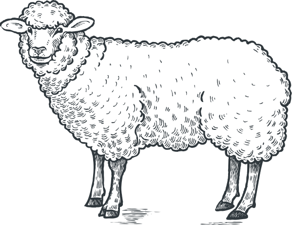 sheep-illustration